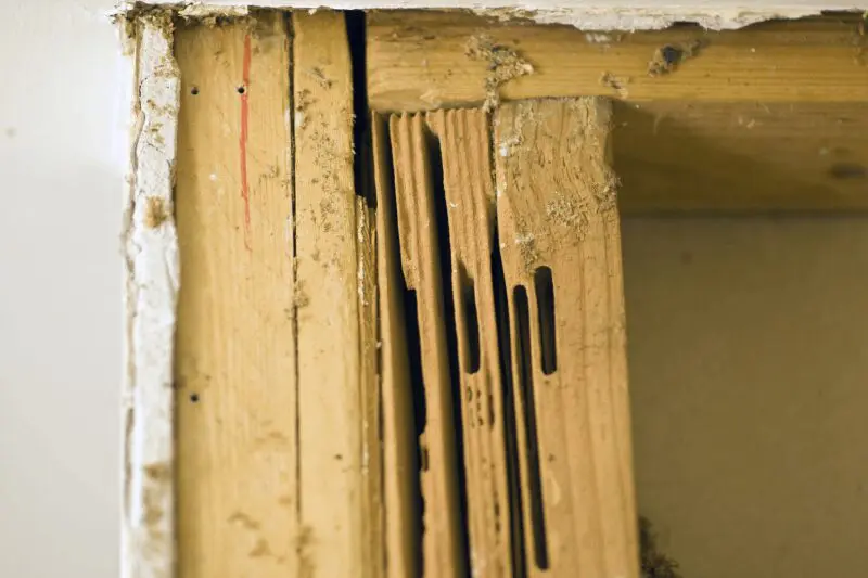 Termite damage on wooden door frame.