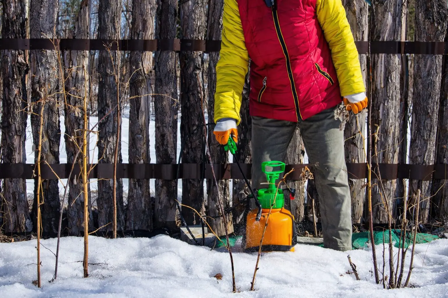 Person spraying plants with garden sprayer in snow