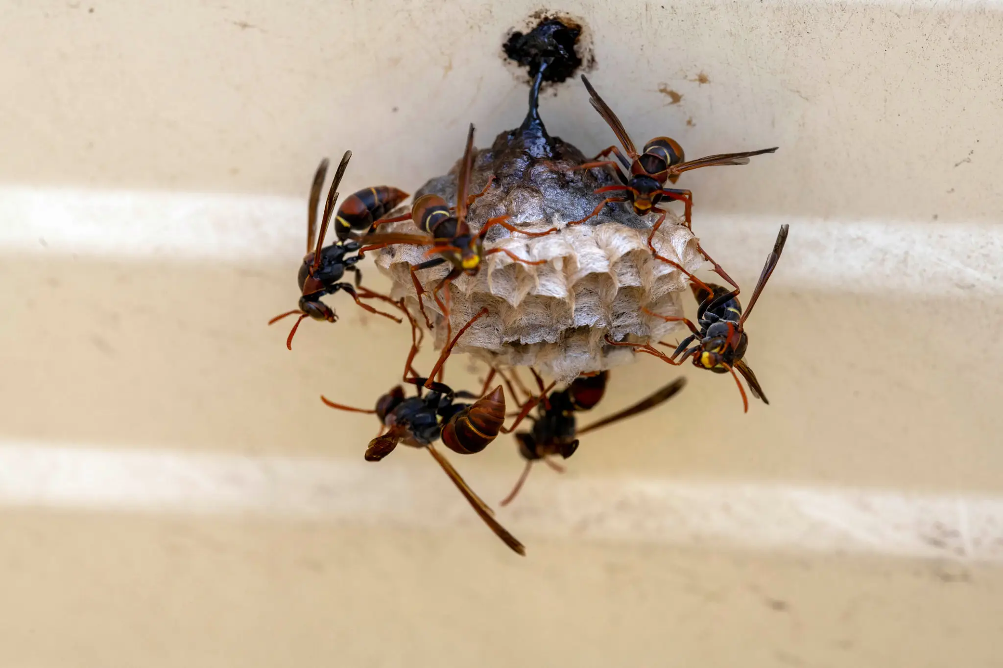 Paper wasps tending small hanging nest