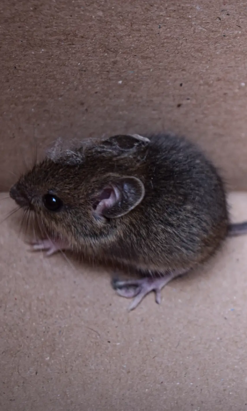 Small brown mouse on cardboard
