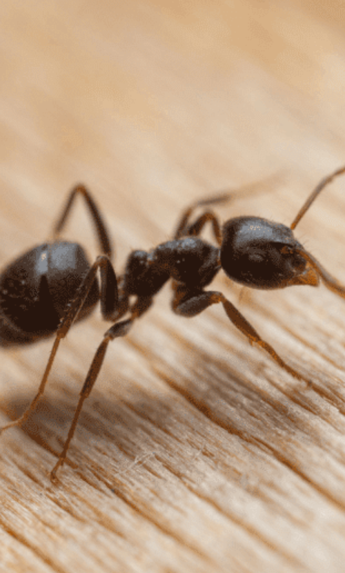 Close-up of black ant on wooden surface