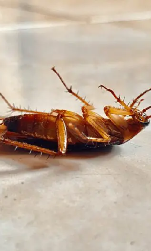 Brown cockroach lying on its back