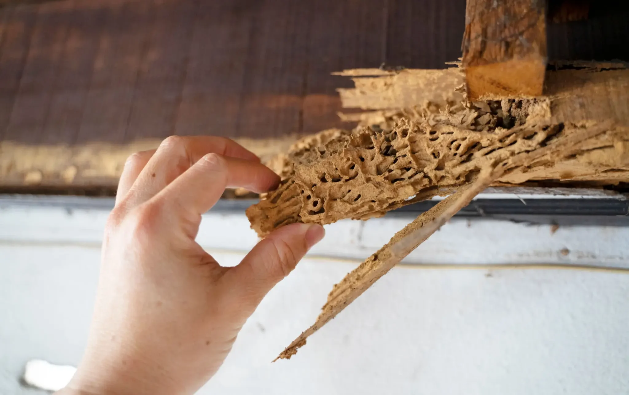 Hand inspecting termite-damaged wooden beam