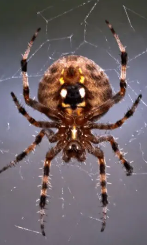 Close-up garden orb-weaver spider on web